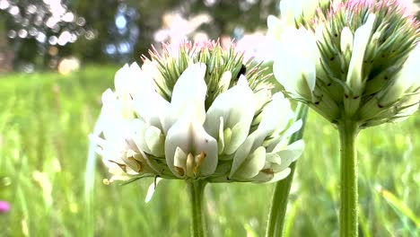 Plantas-Perennes-De-Trébol-Blanco-Con-Fondo-De-Follaje-Exuberante