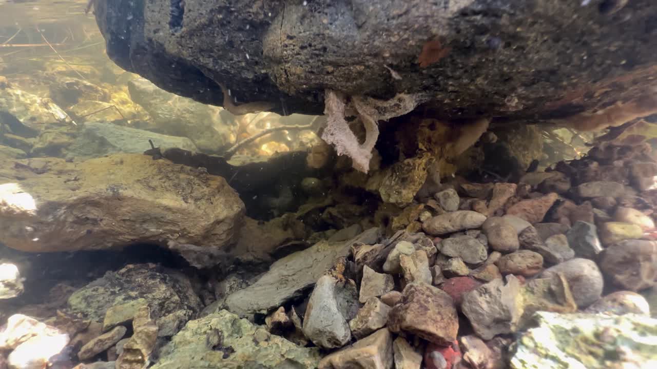 Caddisfly (Trichoptera) larva’s filtration net on the underside of a rock in a shallow stream. Estonia