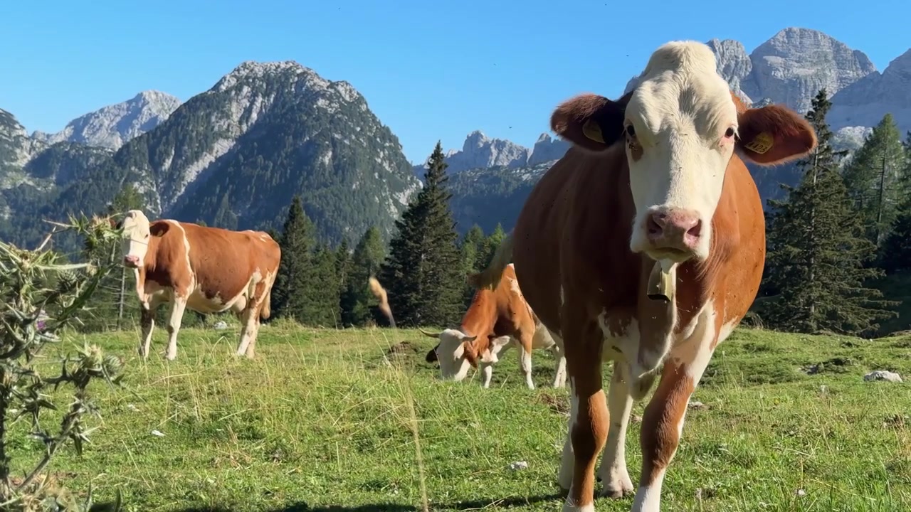 Mucche curiose si avvicinano alla telecamera in un verde prato alpino sotto le imponenti cime calcaree delle Alpi Giulie in Friuli, Italia.