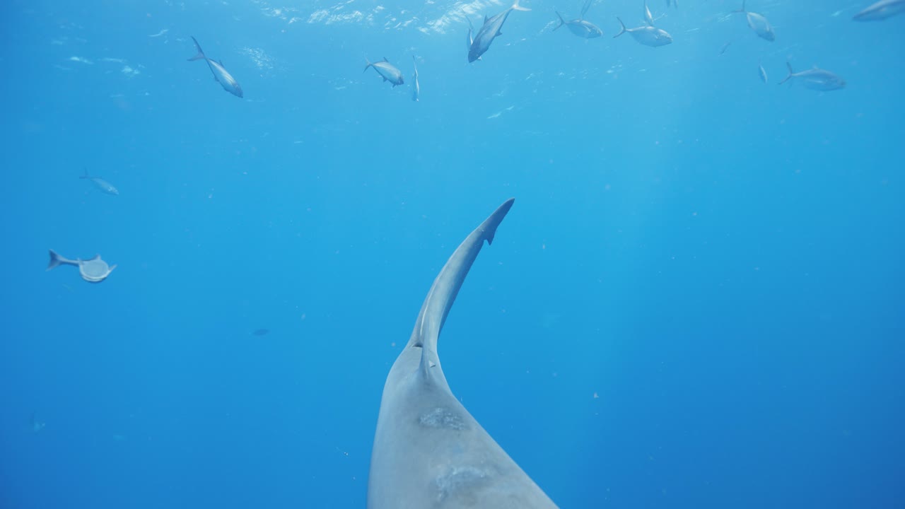 tiburón toro cabeza nadar bajo la cola flick