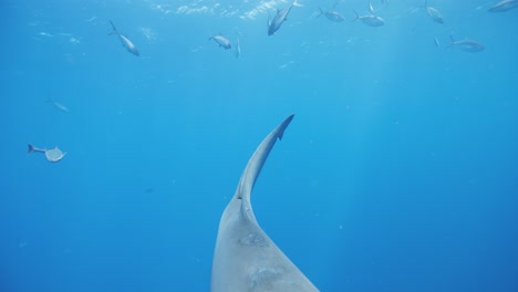 Bullenhai-Schwimmt-Frontal-Unter-Dem-Schwanz