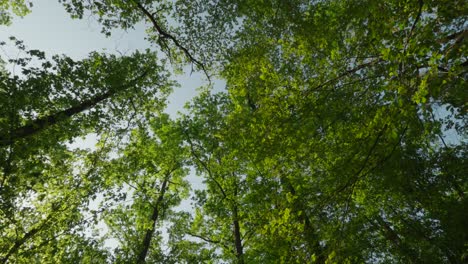 low angle shot of the treetops of a pine forest against a clear blue sky