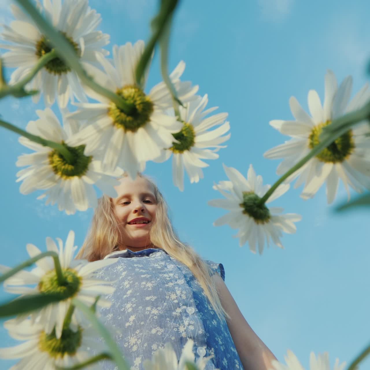 un niño arranca margaritas en un campo