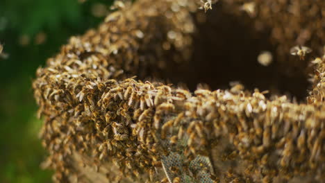 view of working bees in hive close shot