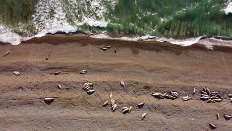 south american elephant seals colony on peninsula valdes island during sunset