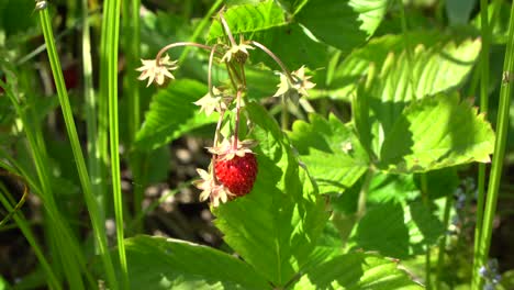 Walderdbeere,-Walderdbeere,-Alpenerdbeere,-Karpatenerdbeere,-Europäische-Erdbeere-1