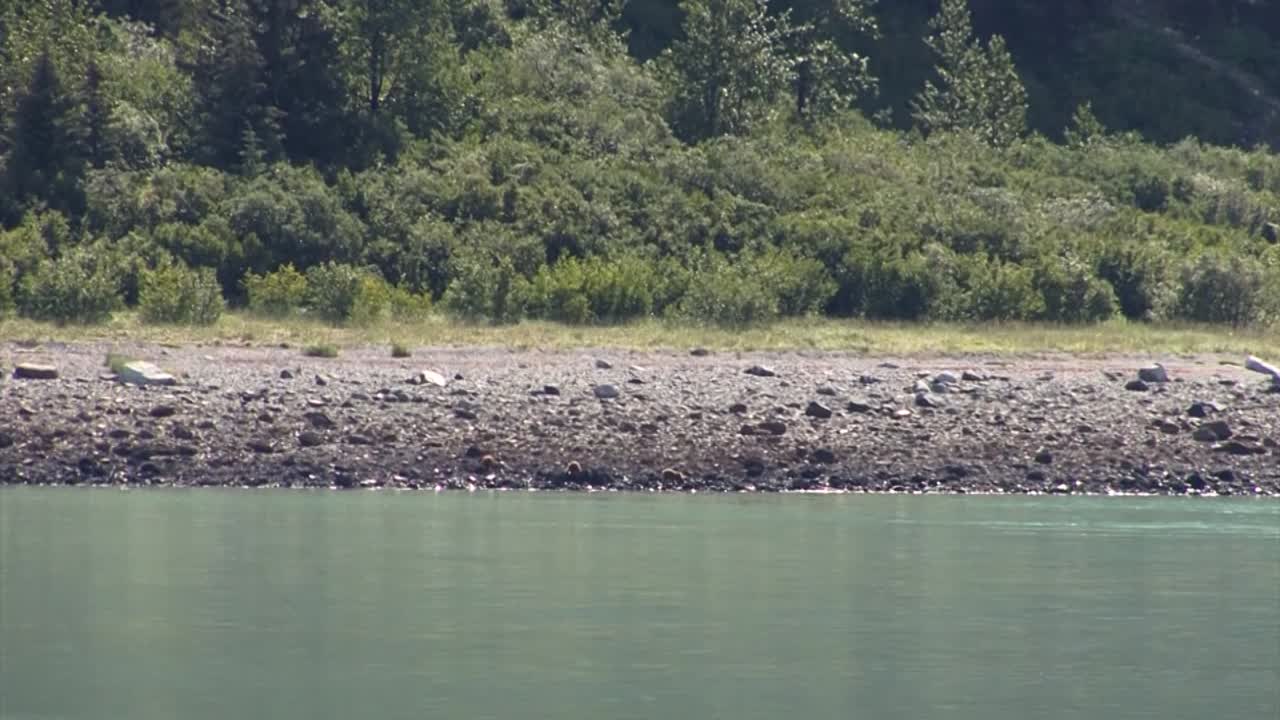 바위가 많은 해안가에서 먹이를 찾고 있는 곰 세 마리