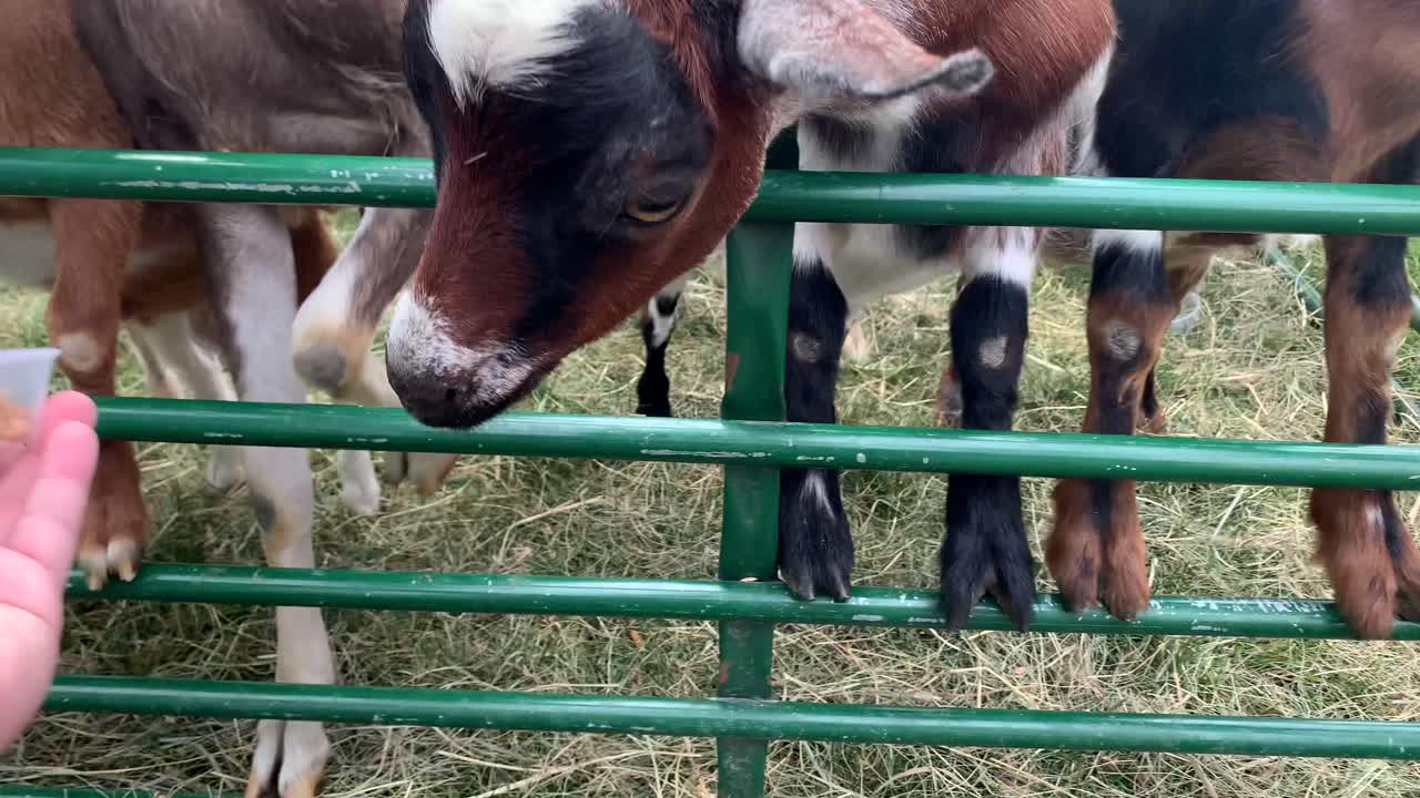 Man hand feeding baby goat up close outside