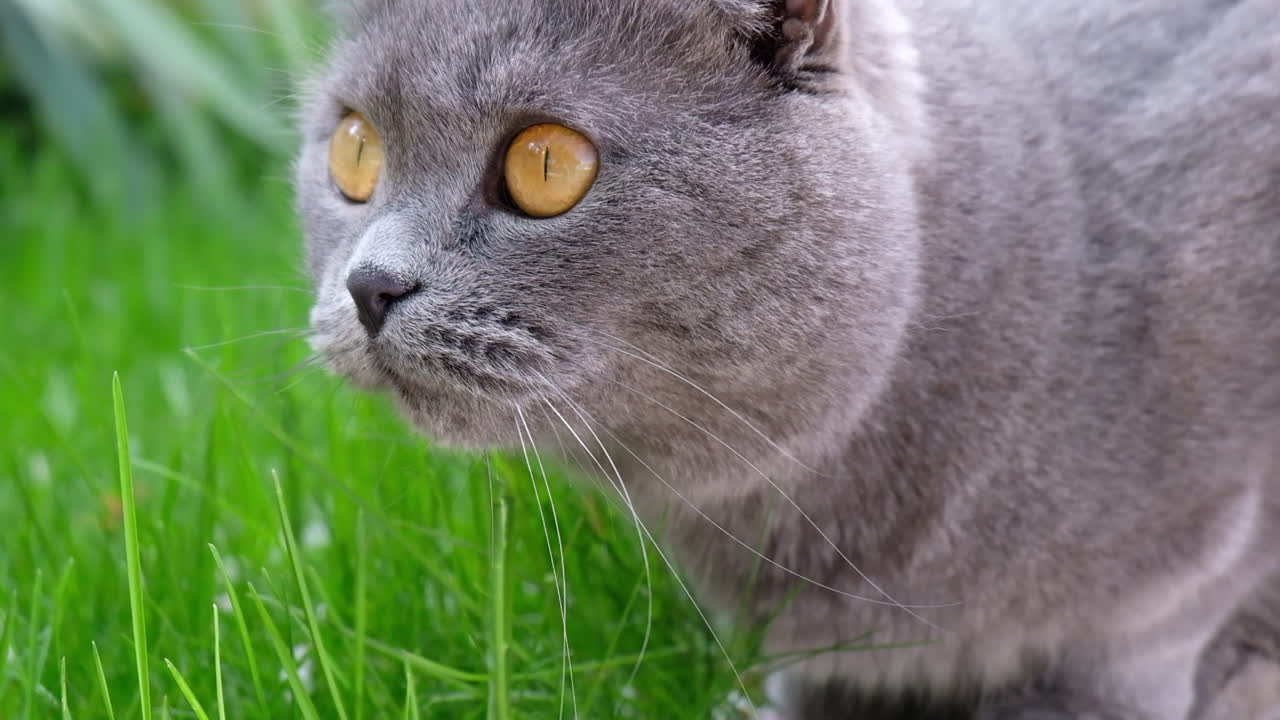 Close up of a grey Scottish Fold cat eating grass in a garden