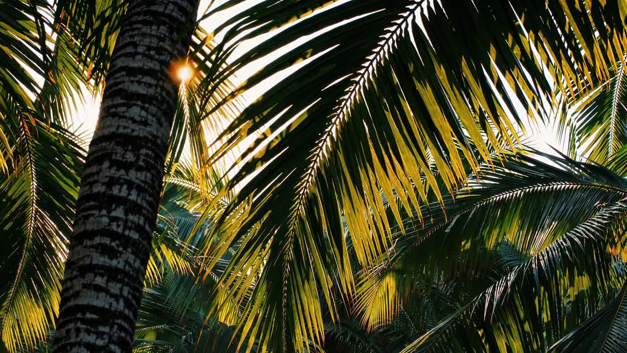 Sunlight filters through palm leaves in a tropical setting, captured from a low angle