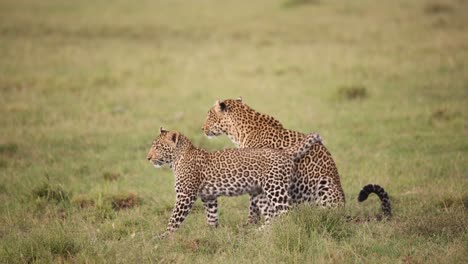 un par de leopardos jugando en la hierba en un safari en la reserva de masai mara en kenia, áfrica.