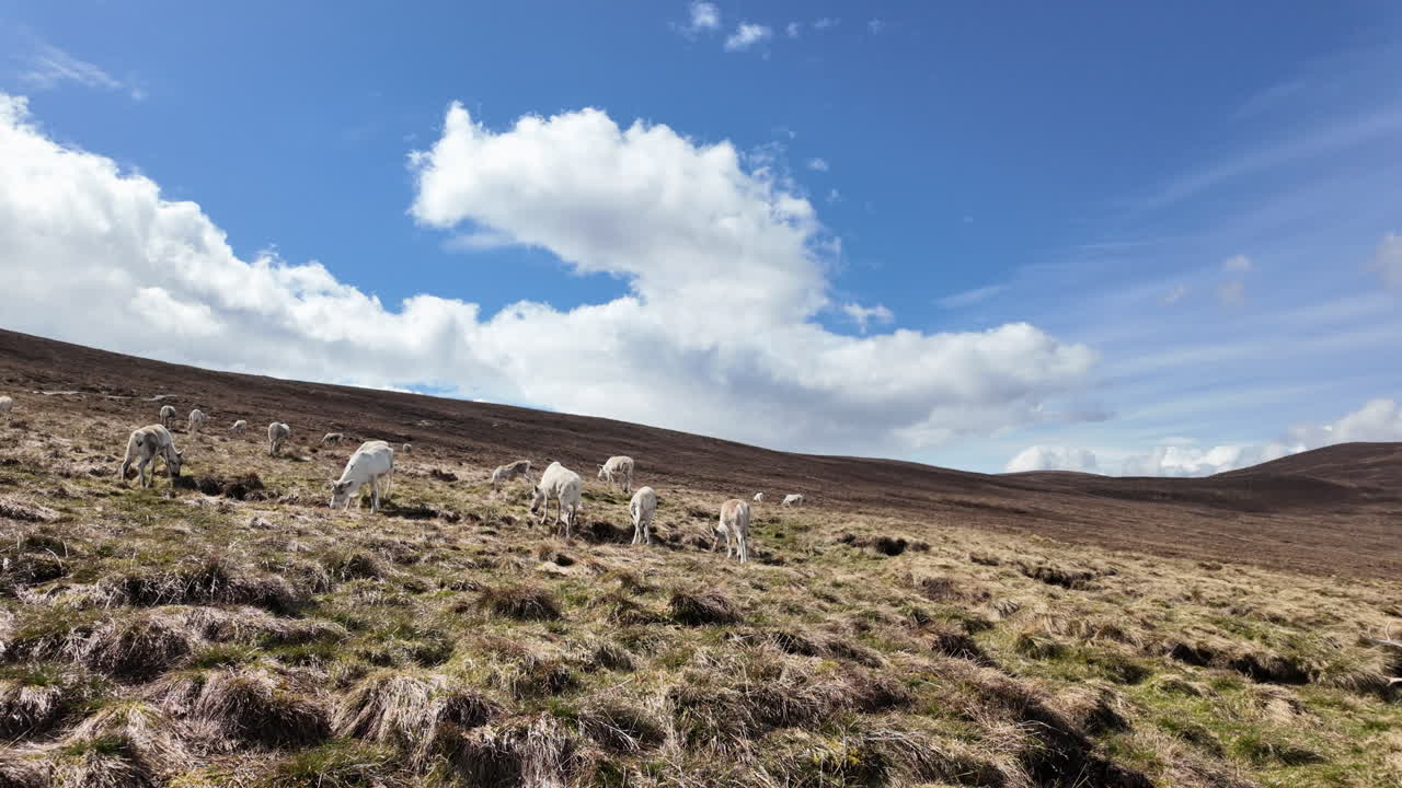 renos pastando en el parque nacional de cairngorms, escocia bajo un vasto cielo azul con nubes dispersas
