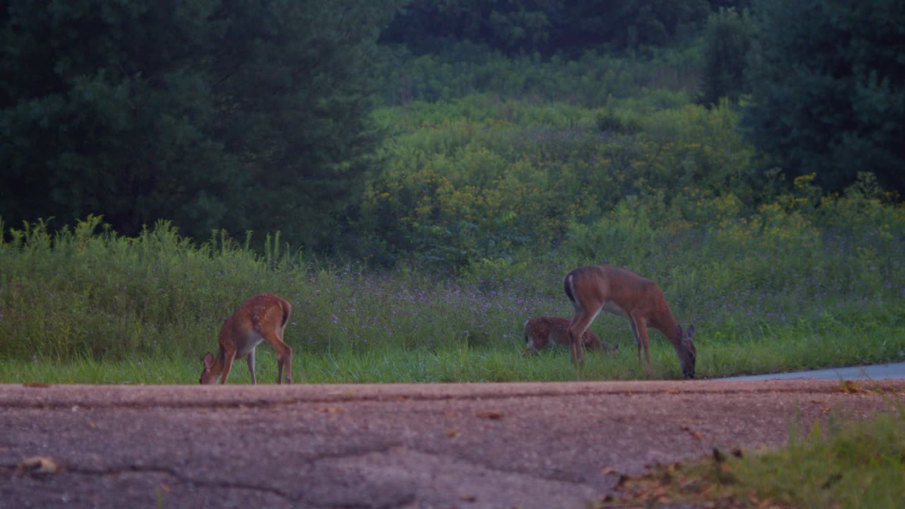 공원의 길가에서 사슴 암소 근처에서 풀을 뜯고 있는 흰 꼬리 두 마리