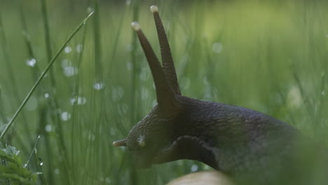 snail in dewy grass