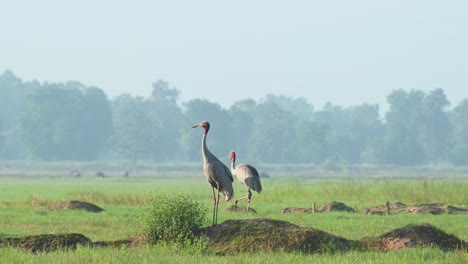 two individuals on the mound during the morning, one walks towards the left, birds and carabaos at the background