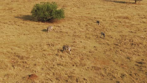 Small-Zebra-family-grazing-on-winters-grass-in-the-wild