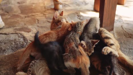 kitten crying out in struggle against its brothers and sisters to get some food from the mother