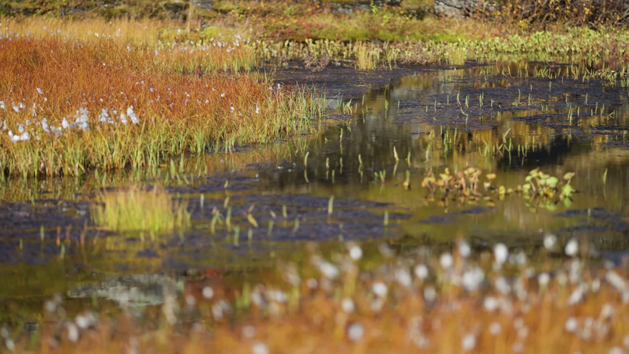 Cotton grass in swampy Norwegian tundra