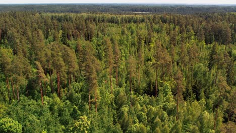 bosques de coníferas y caducifolios