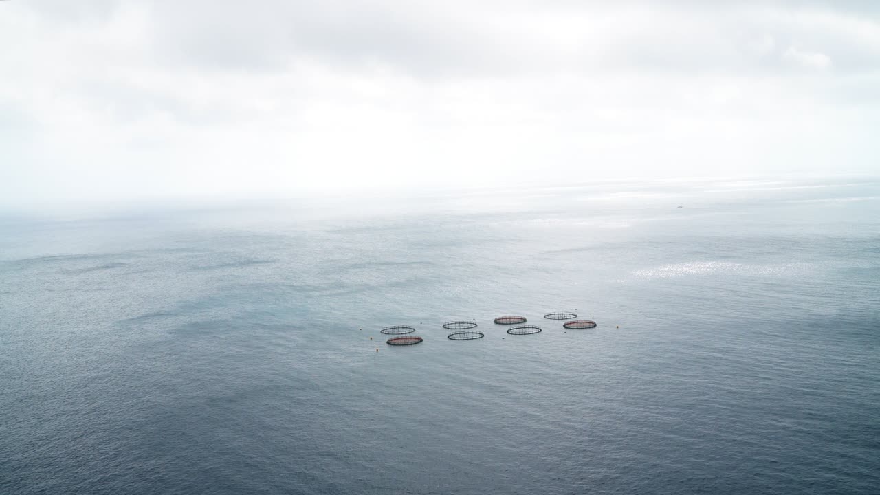 4K fish industry fences in form of circles on calm ocean surface