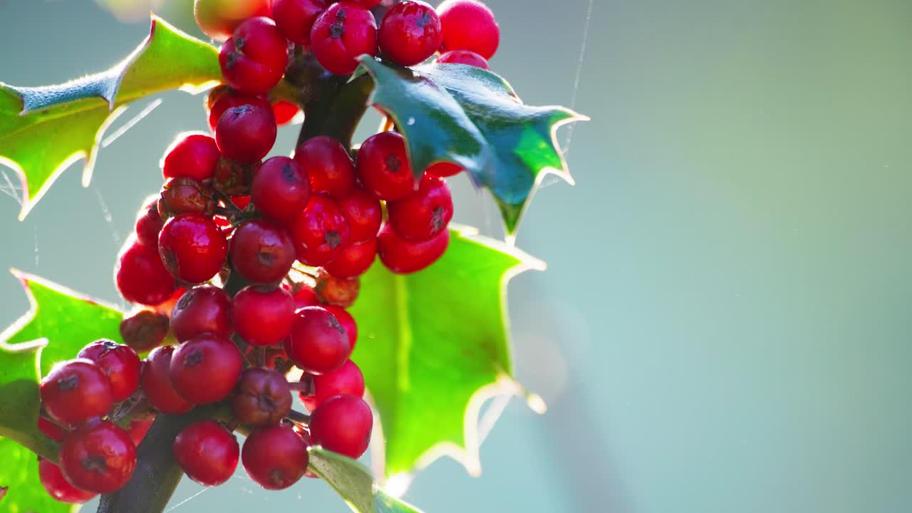 Close-up footage: Holly bush bathed in morning sunlight, green leaves gleaming, and Christmas berries sparkling with dew