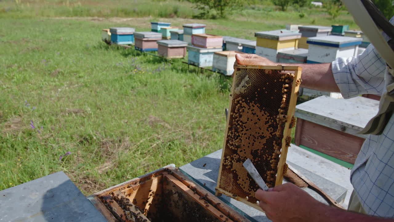 Beekeeper turning honey frame in his hands for a better look. Man uses metal tool to uncover some cells on the frame. Bee farm backdrop in blur.