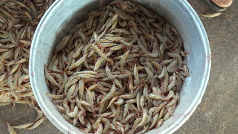 fresh-shrimps-loading-in-to-basket-from-fishing-Harbour-in-kerala