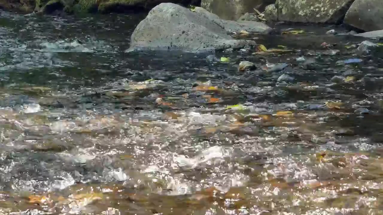 Clear Water Flowing Over Rocks in a Mountain Stream