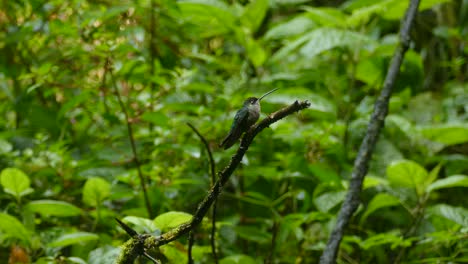 a curious colibri standing on a branch, flying away and coming back to the branch several times in a row