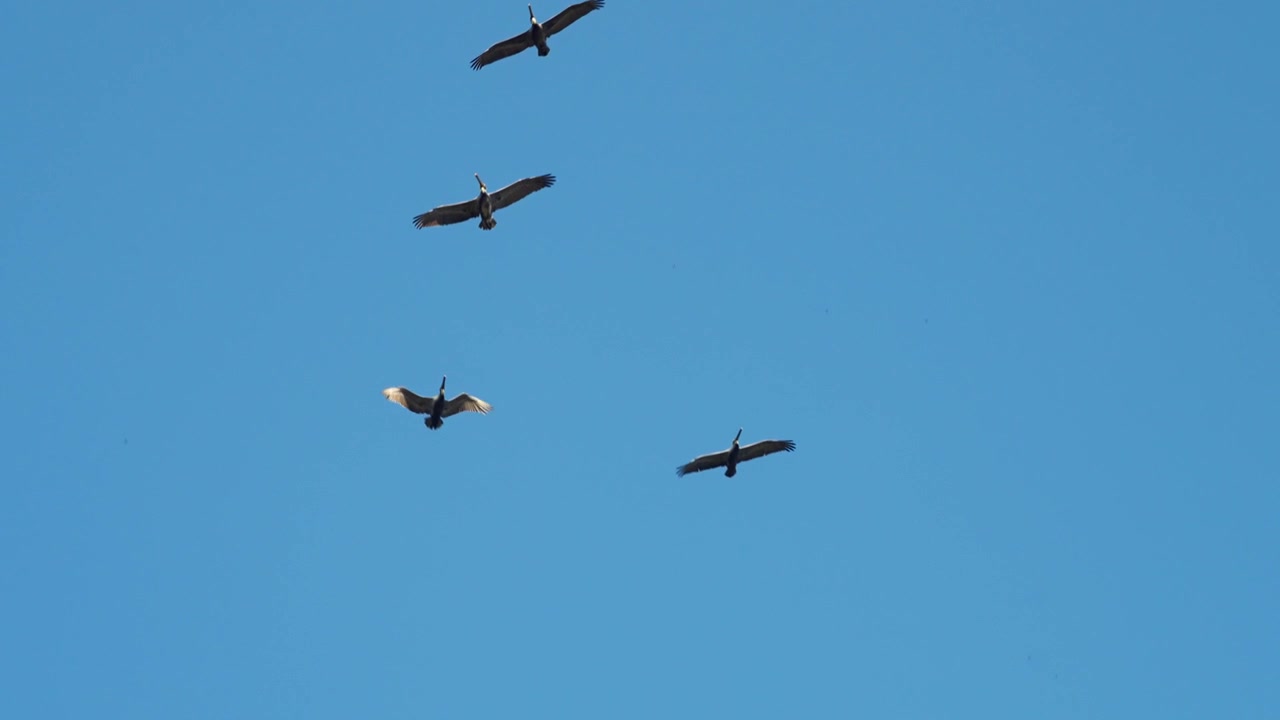 SLOW-MOTION-HANDAUFNAHME, DIE BRAUNE PELIKANE VERFOLGT, WIE SIE VOR BLAUEM HIMMEL FLIEGEN