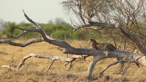 hermoso leopardo acostado en un árbol caído, inspeccionando el paisaje dorado, khwai botswana