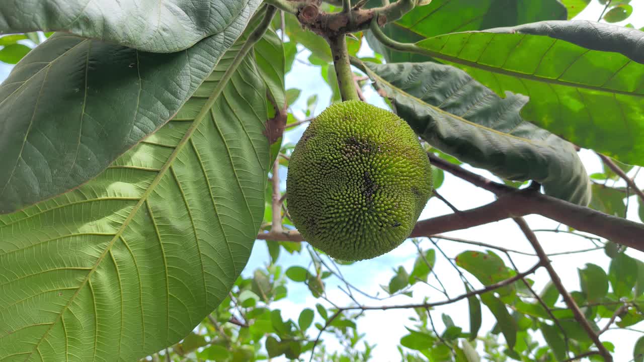 Terap fruit (Artocarpus odoratissimus) is a sweet, juicy native fruit from Borneo. Its white pulp tastes like jackfruit but has a strong, distinctive aroma similar to durian