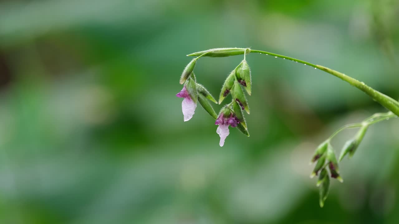 pequeña flor blanca y púrpura con gotas de agua después de una lluvia