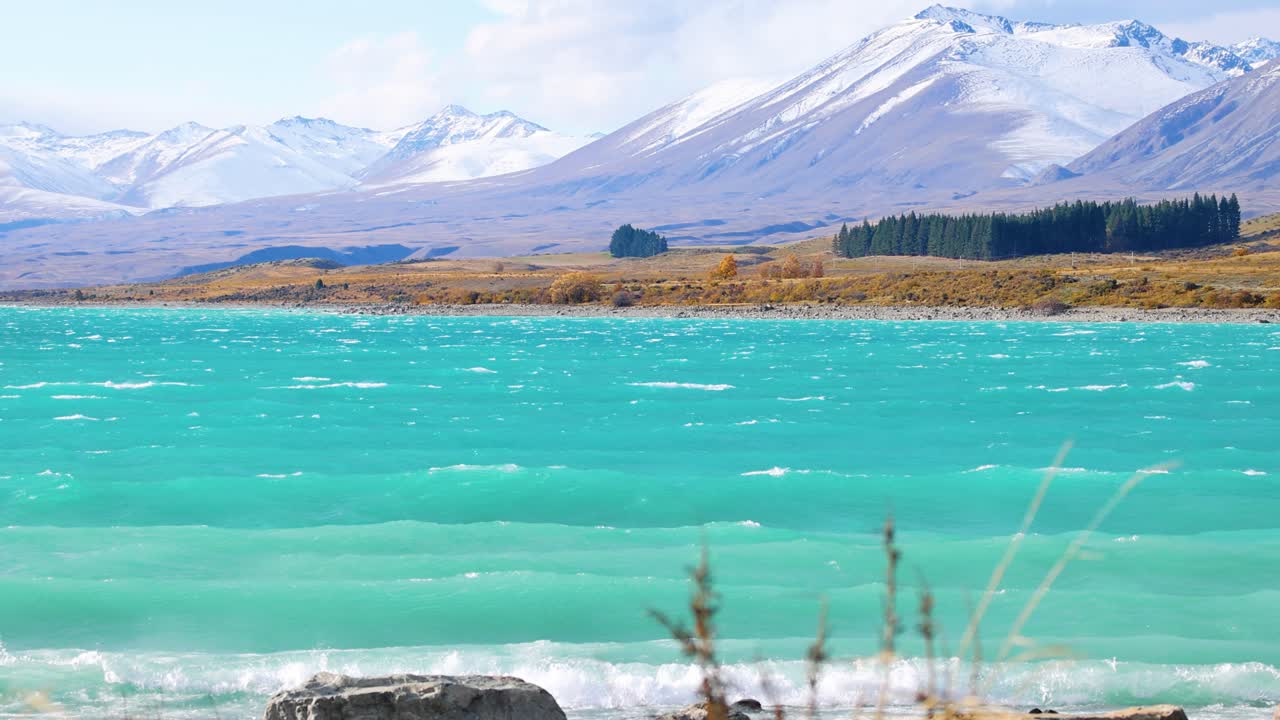 Vivid turquoise waters ripple under daylight, framed by snowy mountains, pine forests, and autumn foliage at Lake Tekapo, New Zealand. Static wide shot
