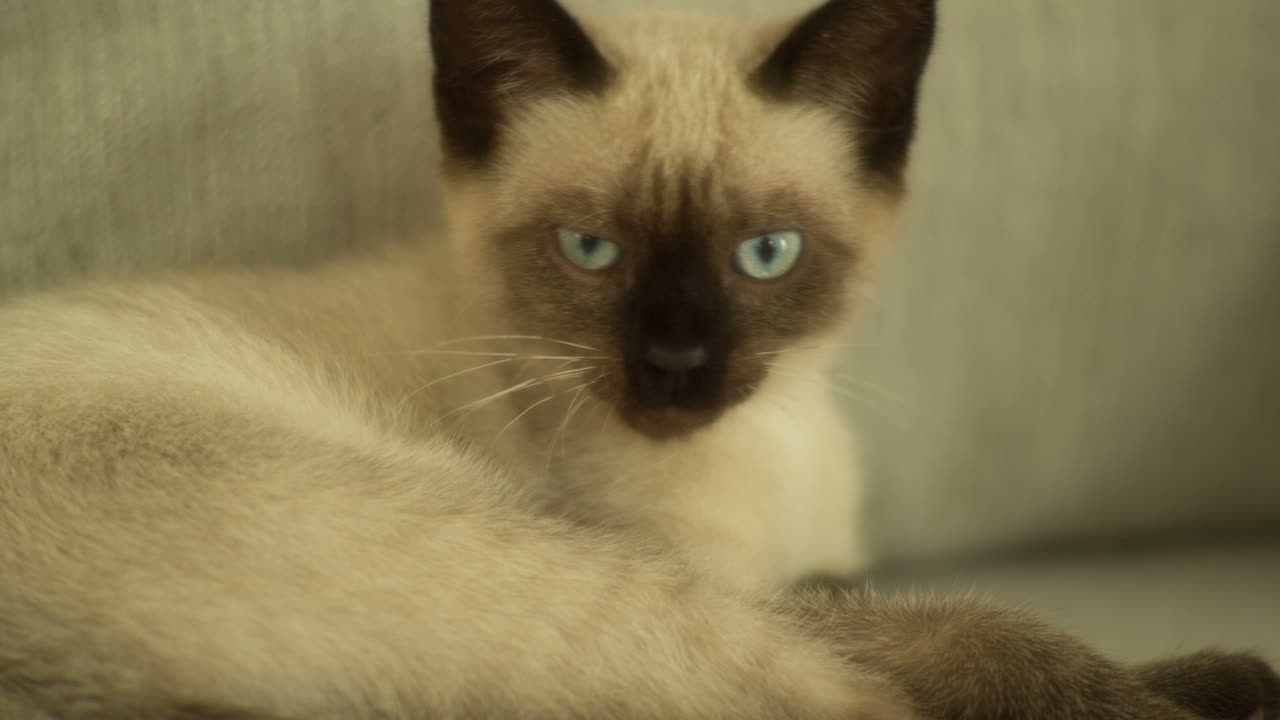 Gatto 05