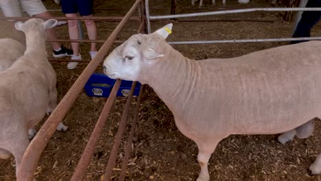 sheep eating from a trough in a pen