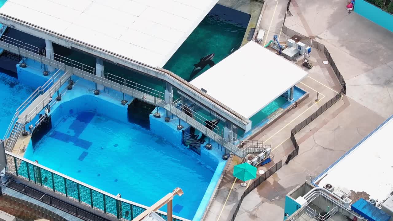 아쿠아틱 파크에 있는 고래