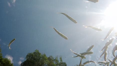 fish swimming in very clear and transparent shallow water