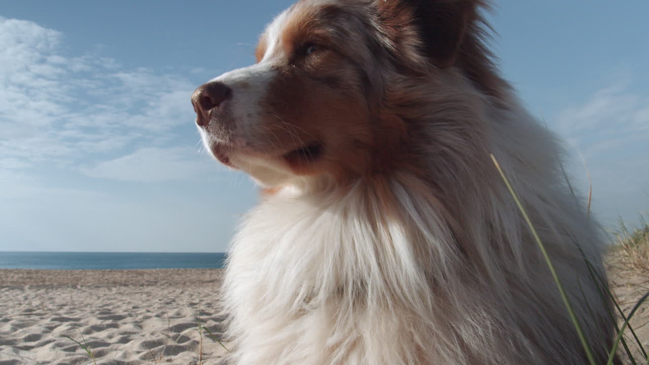 perro pastor australiano en la playa, vista de primer plano extremo de la cabeza, clima ventoso