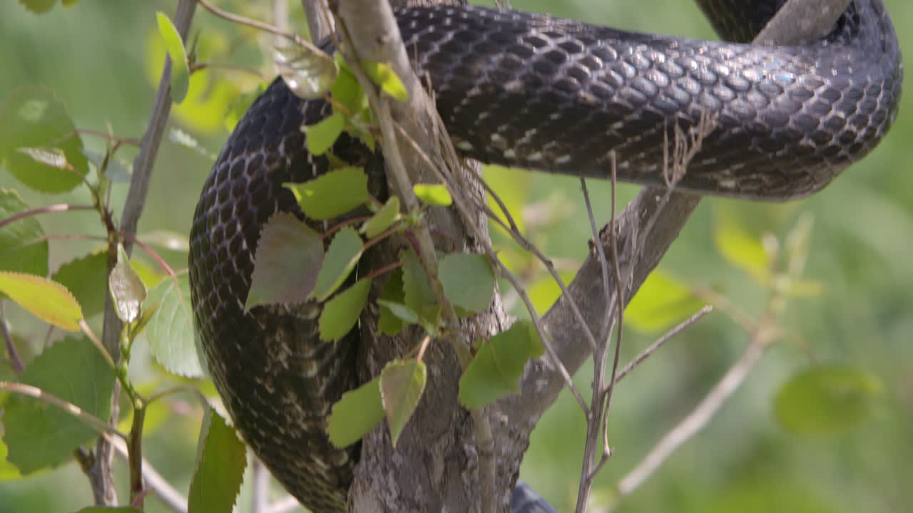 serpiente rata negra colgando de un árbol