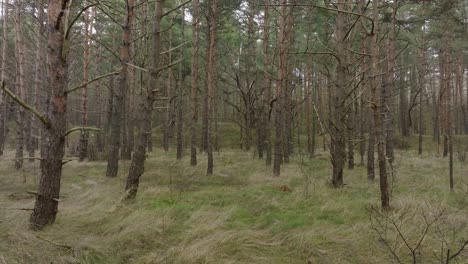 aerial view of wild pine forest, green moss and heather under the trees, overcast day, light snow falling, nordic woodland, baltic sea coast, mystic concept, slow drone dolly shot moving forward low