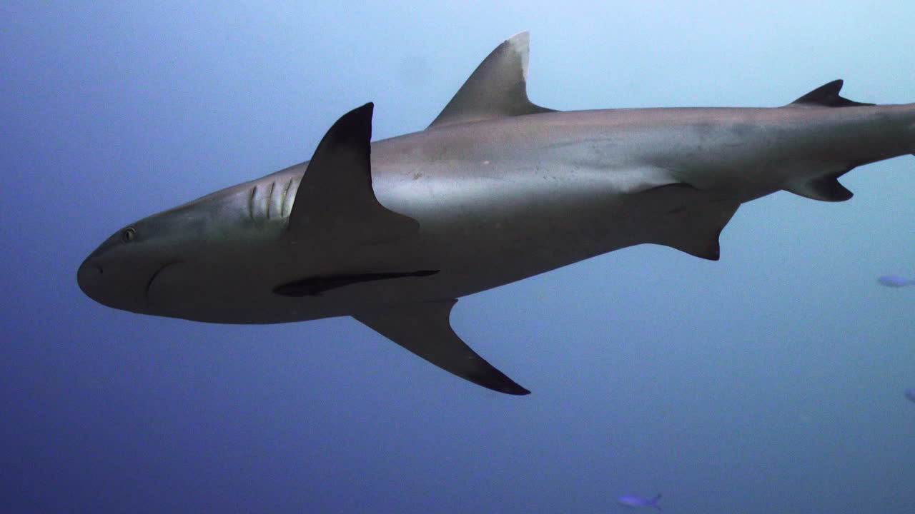tiburón gris en agua azul