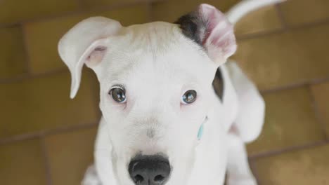 Puppy-Bull-arab-relaxing-on-yard