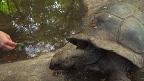 Alimentando-A-Una-Tortuga-Gigante-De-Aldabra-En-La-Isla-Prisión-Frente-A-La-Costa-De-La-Ciudad-De-Piedra-En-Zanzíbar