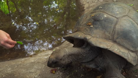 alimentando a una tortuga gigante de aldabra en la isla prisión frente a la costa de la ciudad de piedra en zanzíbar