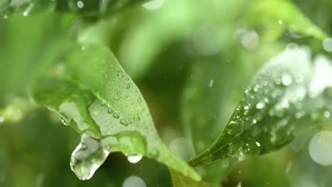 Primer-Plano-De-Gotas-De-Lluvia-En-Cámara-Súper-Lenta.-La-Lluvia-Gotea-Sobre-Las-Hojas-Verdes-De-La-Planta.