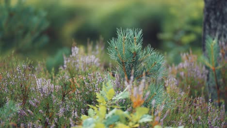 a tiny young pine tree surrounded by heather in the colourful forest undergrowth