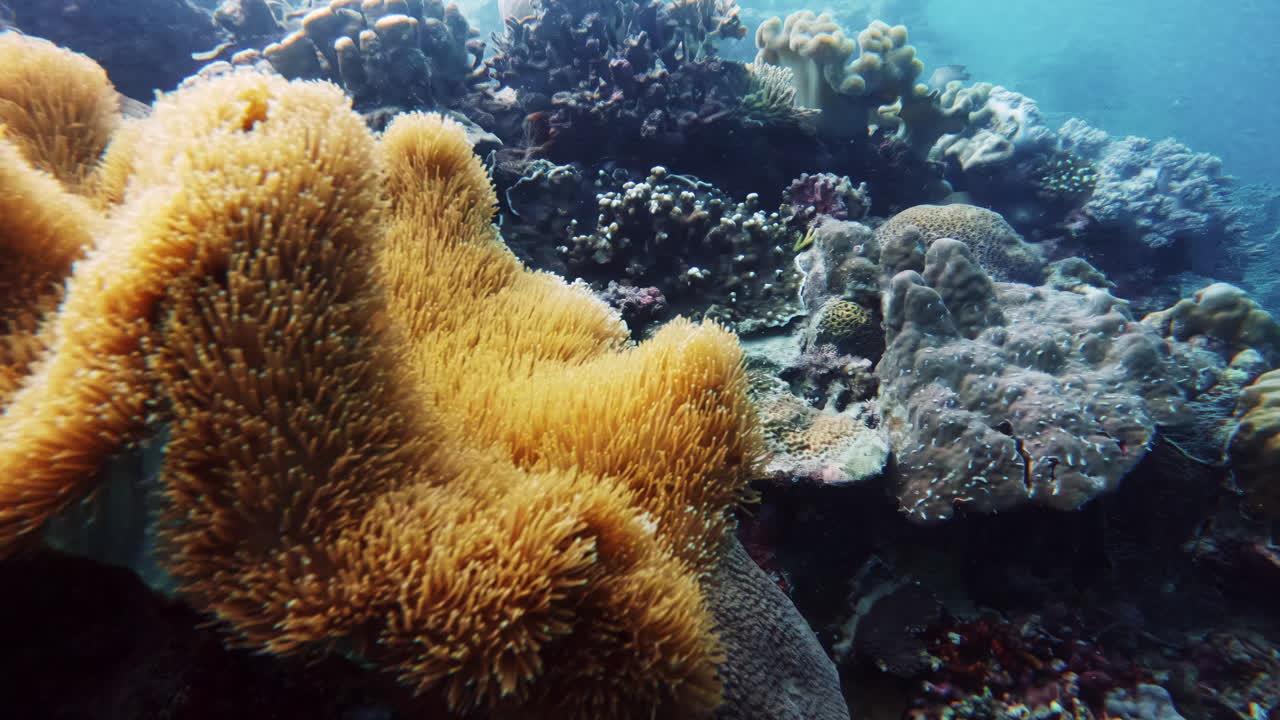 Bellissima barriera corallina colorata, primo piano.
