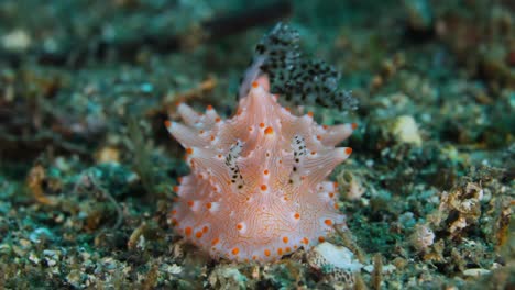 a beautiful looking nudibranch sea slug sitting on the bottom of the ocean