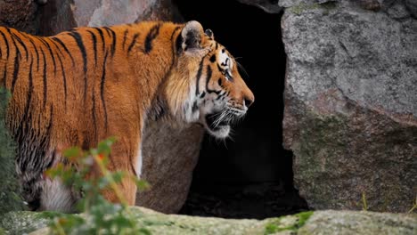 dangerous tiger walking towards his den